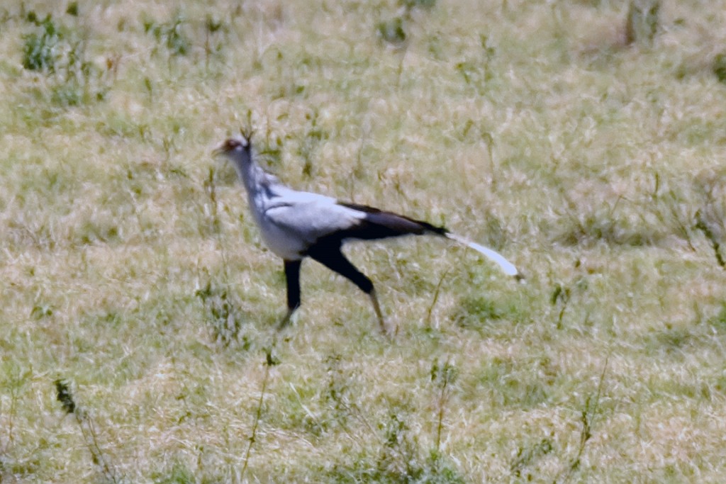 Kenia (198).jpg